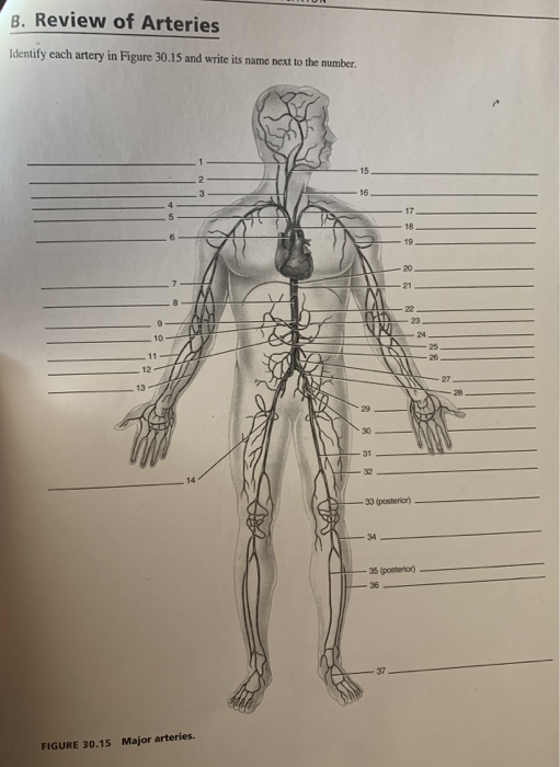 Solved B. Review of Arteries Identify each artery in Figure | Chegg.com