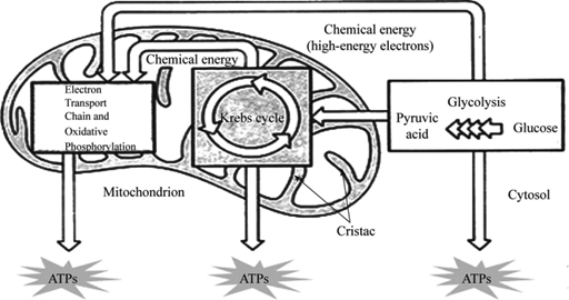 easy explanation of cellular respiration