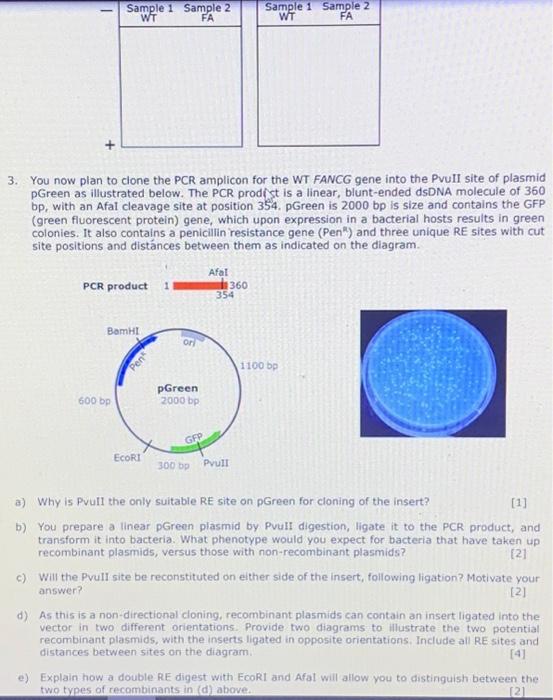 Solved Assume the PCR in Section C was a success, and your | Chegg.com