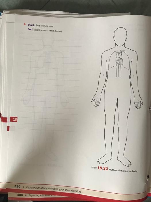 Solved Procedure 1 Tracing Blood Flow Patterns Trace the