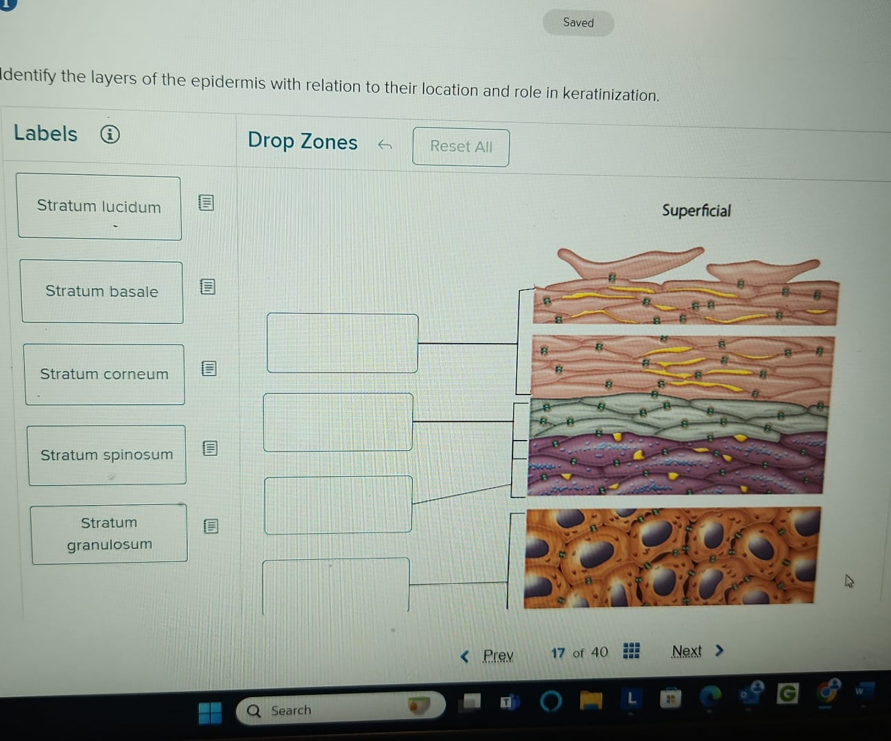 Solved Identify the layers of the epidermis with relation to | Chegg.com