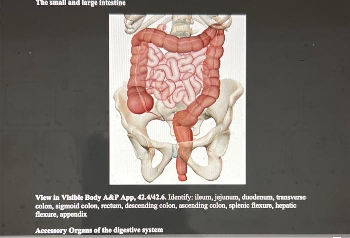 Solved View in Visible Body A.PPApp, 42.4/42.6. Identify: | Chegg.com