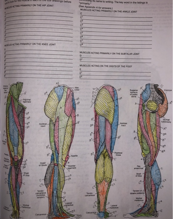 Hip Joint Muscles Diagram - Learn about its anatomy and function now at