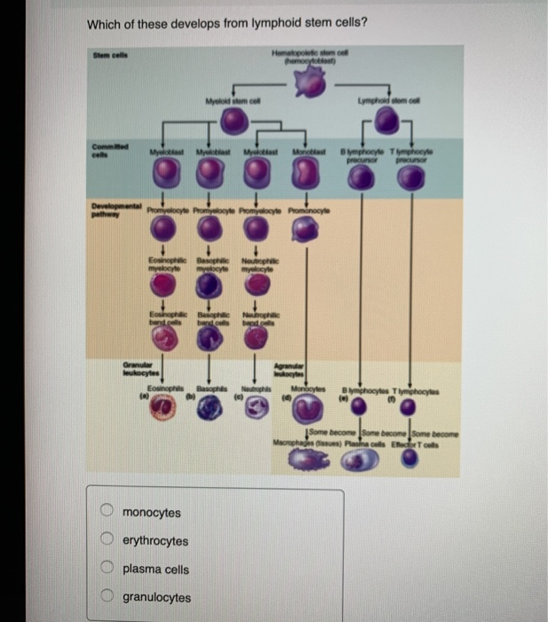 Solved Which of these develops from lymphoid stem cells? | Chegg.com