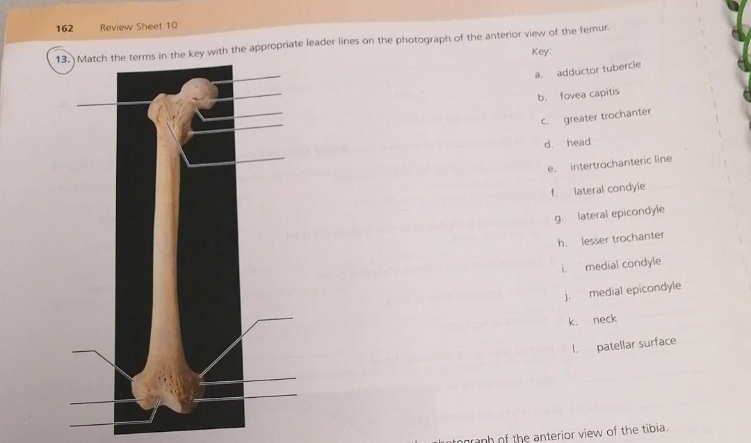 Solved 164 Review Sheet 10 17. Match the terms in the key | Chegg.com