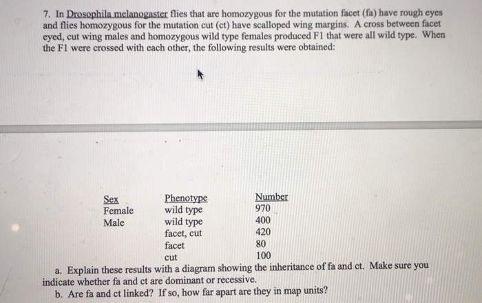 Solved 7 In Drosophila melanogaster flies that are Chegg com 