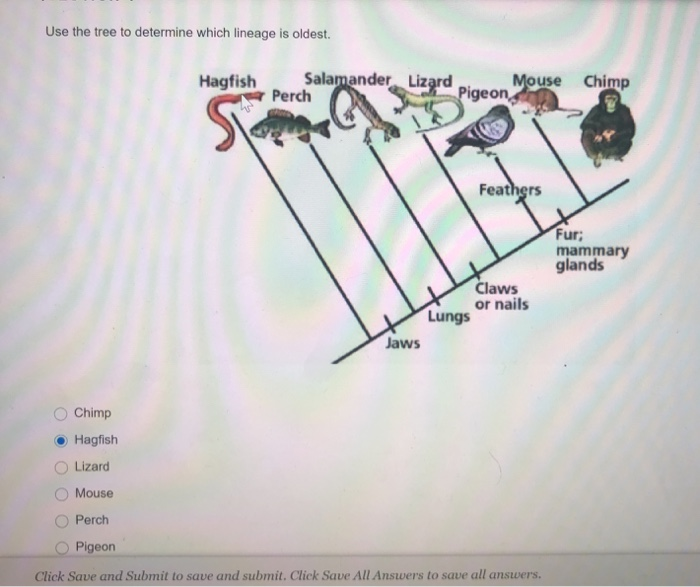 Solved Use the tree to determine which lineage is oldest. | Chegg.com