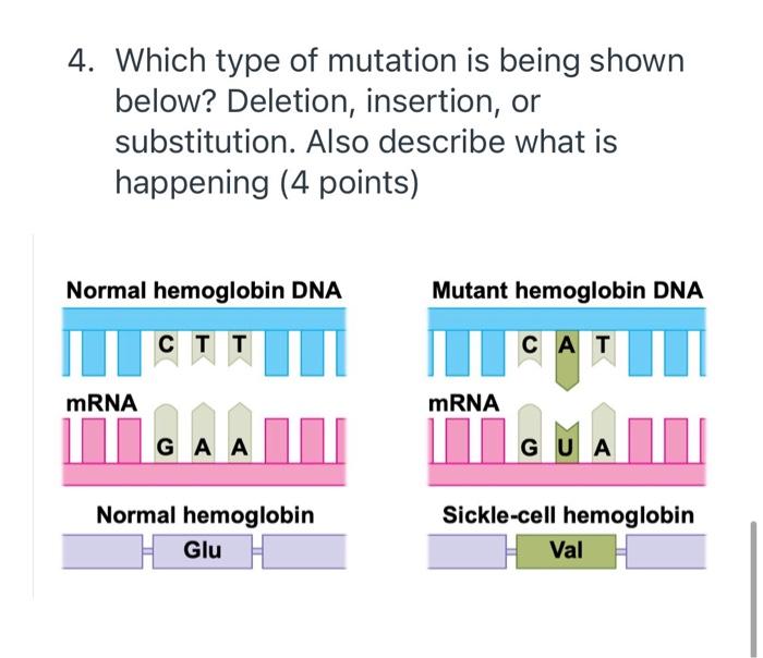 Solved 4. Which type of mutation is being shown below? | Chegg.com