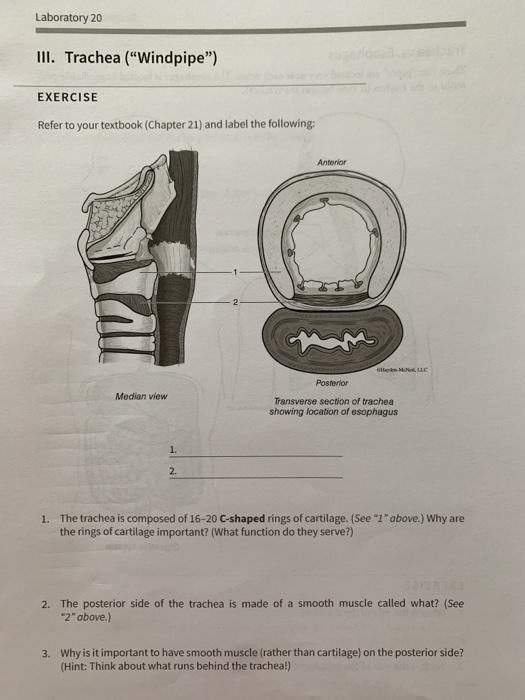 Solved Laboratory 20 III. Trachea (