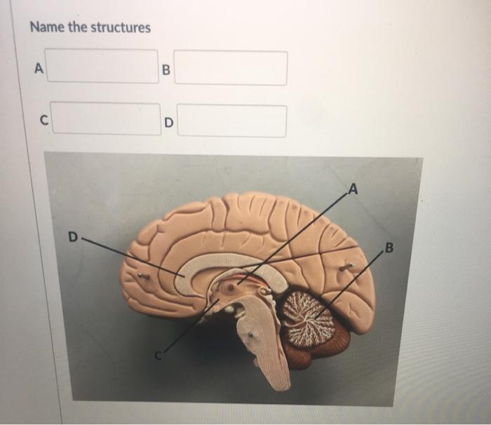 Solved Name the structures A 00 B с D А D B | Chegg.com