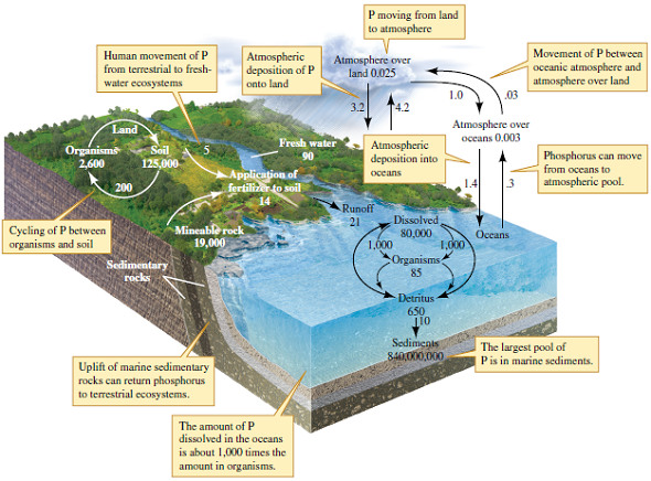 Solved: Do the oceans act as a source or a sink for phosphorus (re ...