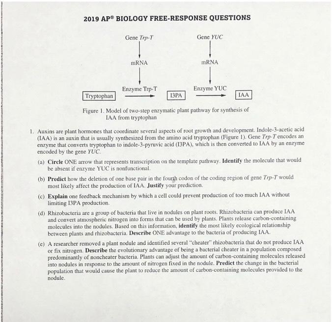 Solved 2019 APⓇ BIOLOGY FREERESPONSE QUESTIONS Gene TrpT