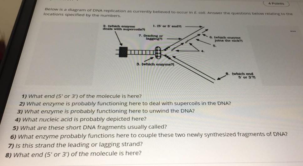 Solved 4 Points Below is a diagram of DNA replication as | Chegg.com