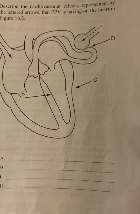 Describe the cardiovascular effects, represented by | Chegg.com