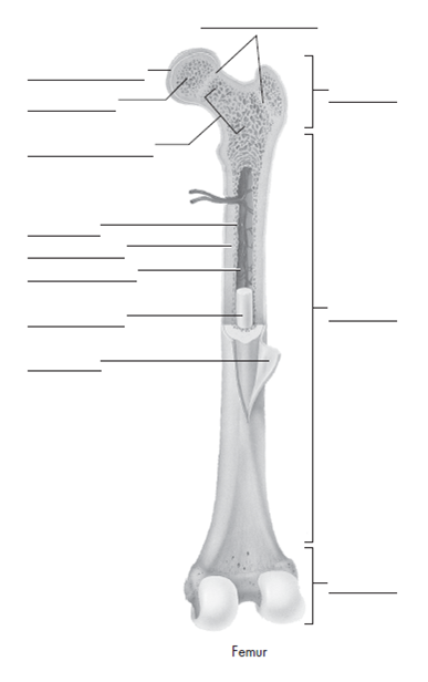 Solved Label The Parts Of A Long Bone Chegg Com