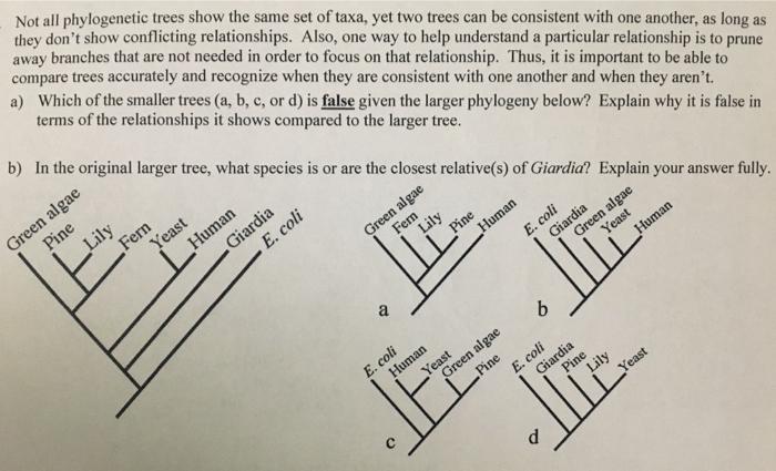 Not all phylogenetic trees show the same set of taxa, | Chegg.com