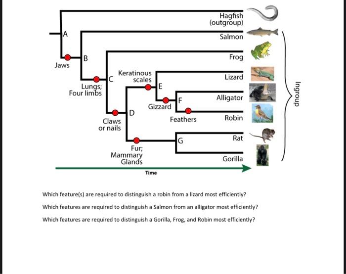 Solved Hagfish (outgroup) Salmon 21 А 00 Frog B Jaws C | Chegg.com