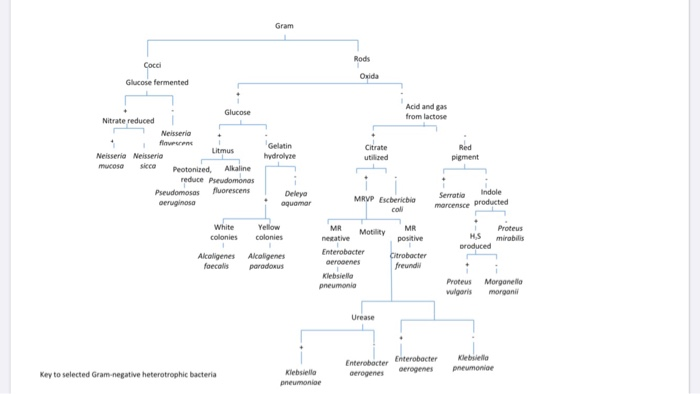 Solved Using the dichotomous key, identify the next unknown | Chegg.com