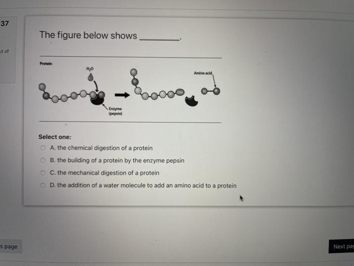 Solved 37 The figure below shows ut of Protein Amino add | Chegg.com