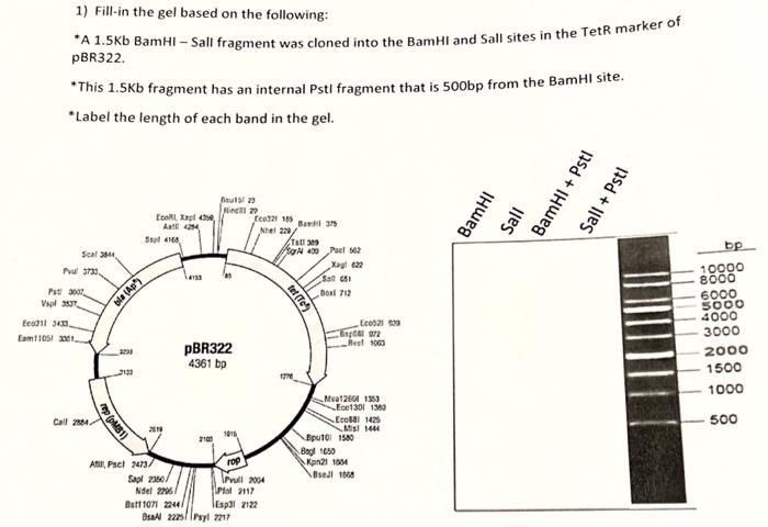 2) Based on the gel below, draw a plasmid map that | Chegg.com