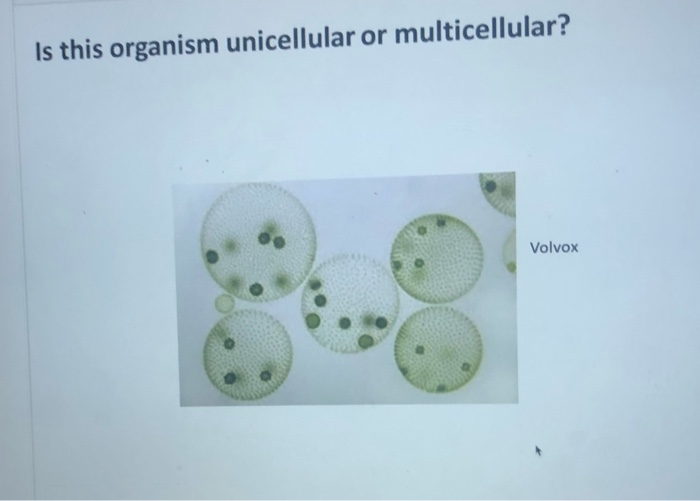 Solved Is this organism unicellular or multicellular? Volvox