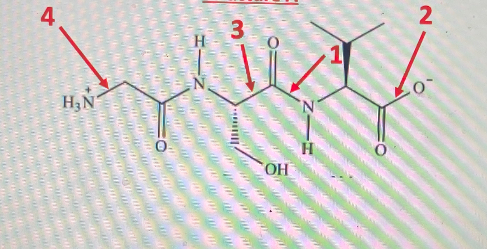 Solved For Peptide A, ﻿complete the amino acid sequence | Chegg.com