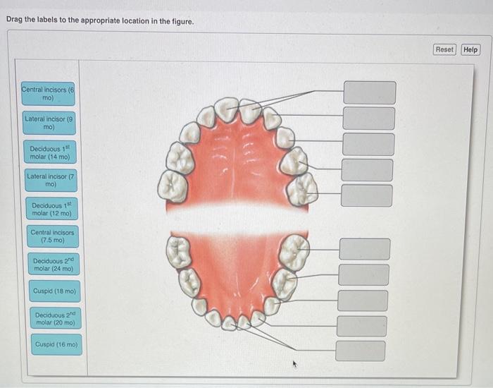 Solved Drag the labels to the appropriate location in the | Chegg.com