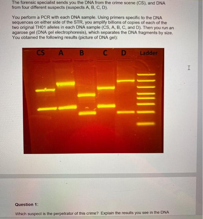 Solved The forensic specialist sends you the DNA from the | Chegg.com