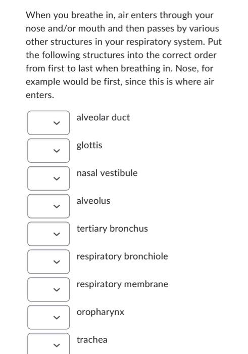 Solved When you breathe in, air enters through your nose | Chegg.com