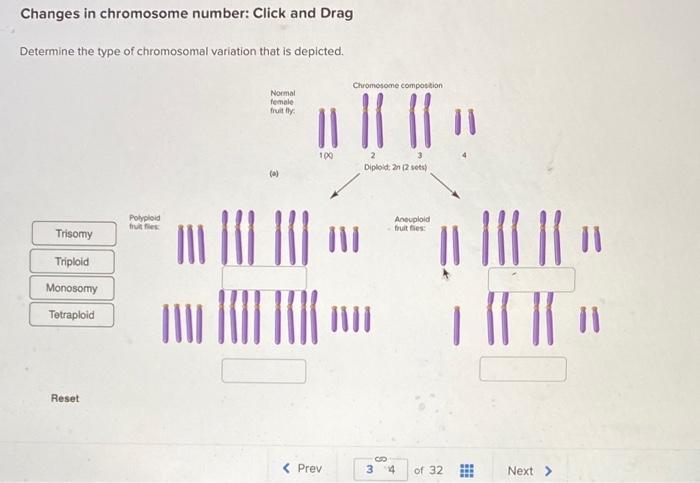 Solved Changes in chromosome number: Click and Drag | Chegg.com