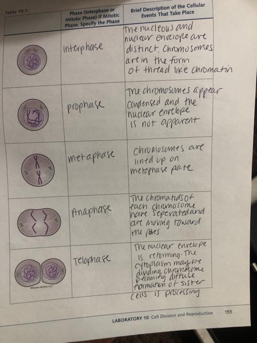 Solved QUESTIONS FOR ANALYSIS 1. Are the cells pictured 