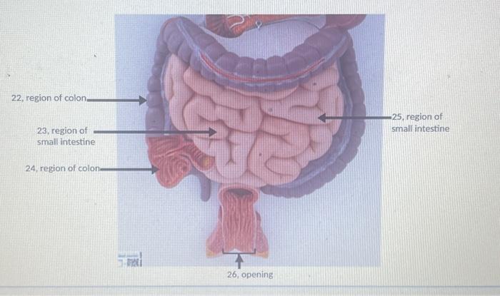 Solved 17, region of colon 13, pocket 14, valve 16 , valve | Chegg.com