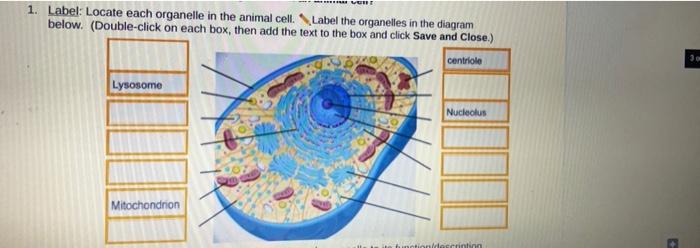 organelles diagram