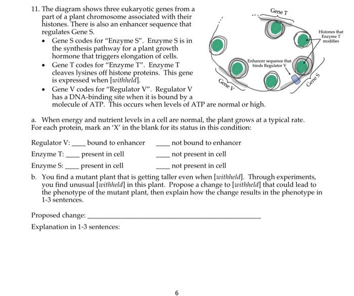 11. The diagram shows three eukaryotic genes from a part of a plant chromosome associated with their histones. There is also