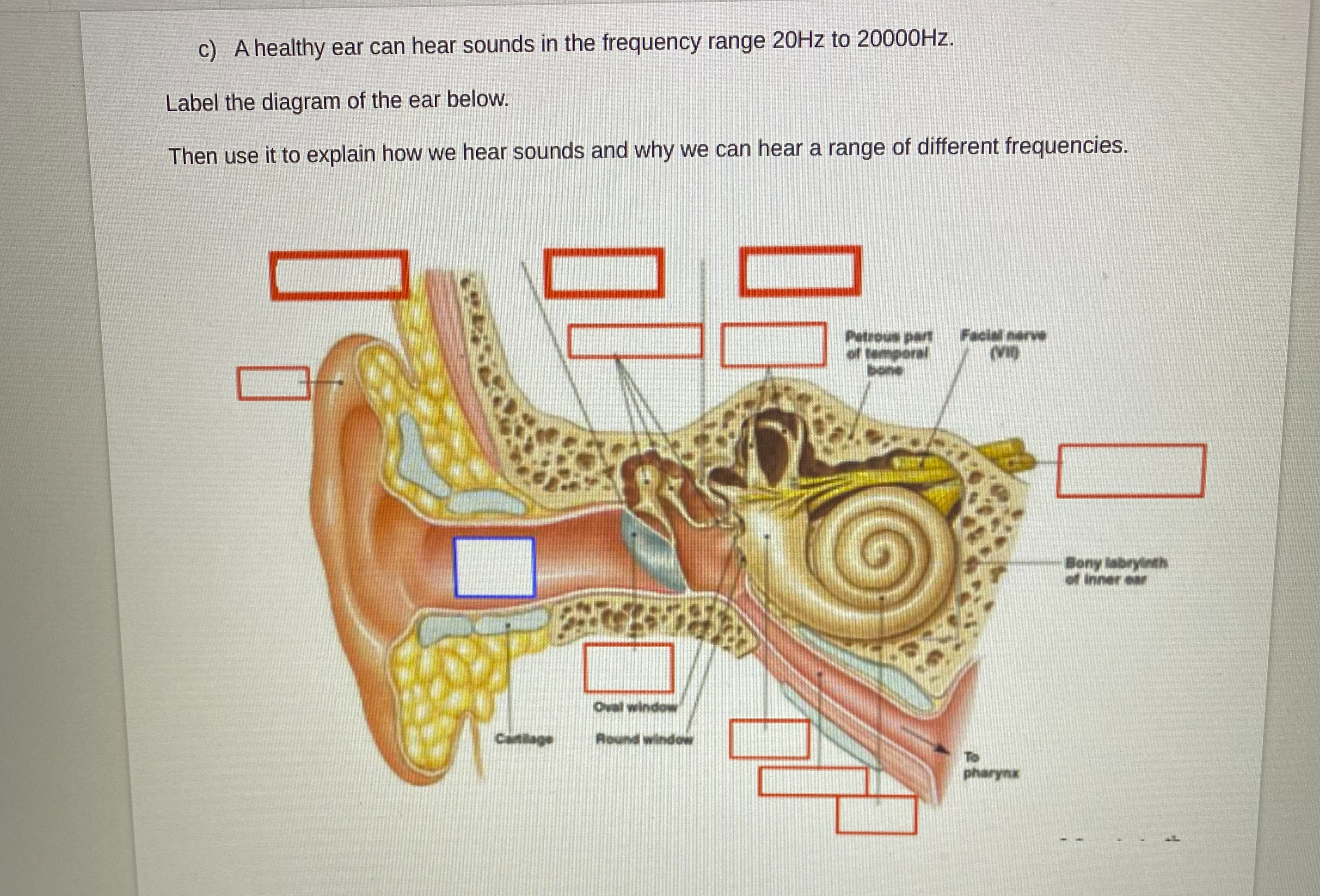 Solved A healthy ear can hear sounds in the frequency range | Chegg.com