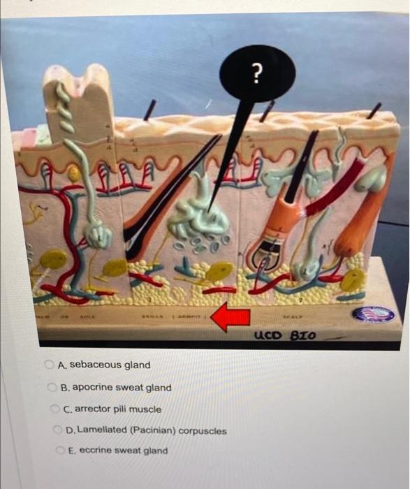 Solved A. sebaceous gland B. apocrine sweat gland C. | Chegg.com