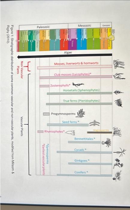 Solved Which groups of plants originated in the Late | Chegg.com