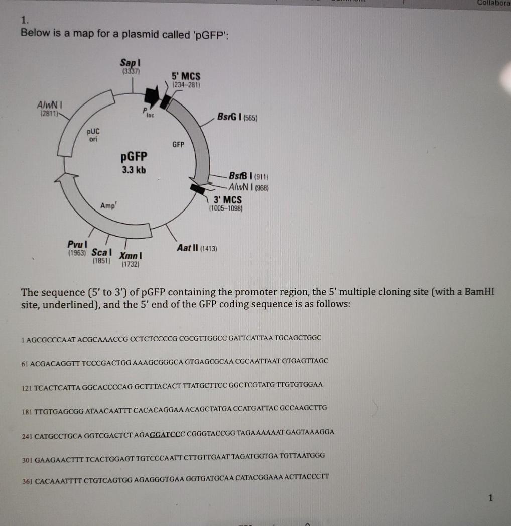 Solved Collabora 1. Below is a map for a plasmid called | Chegg.com