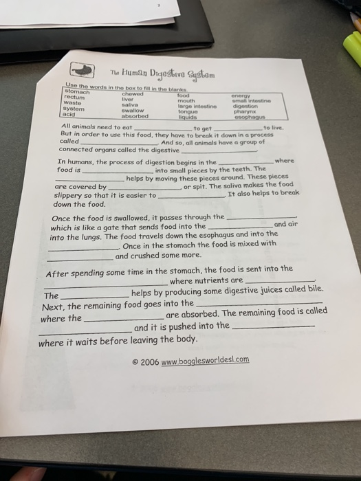35 The Human Digestive System Worksheet Answers support