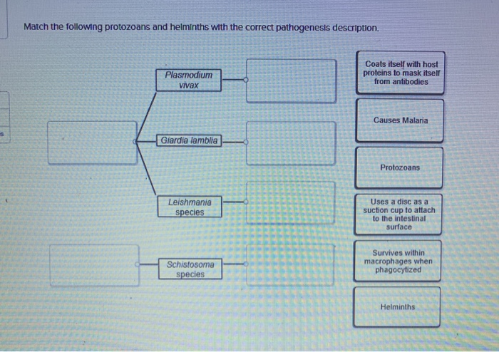 Solved Match the following protozoans and helminths with the | Chegg.com