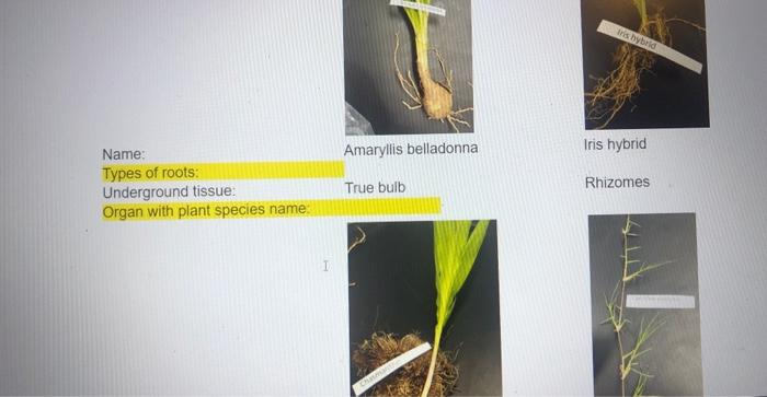 Solved pls I need the types of roots and organ with plant | Chegg.com