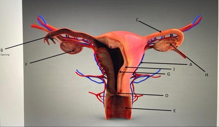 Myometrium