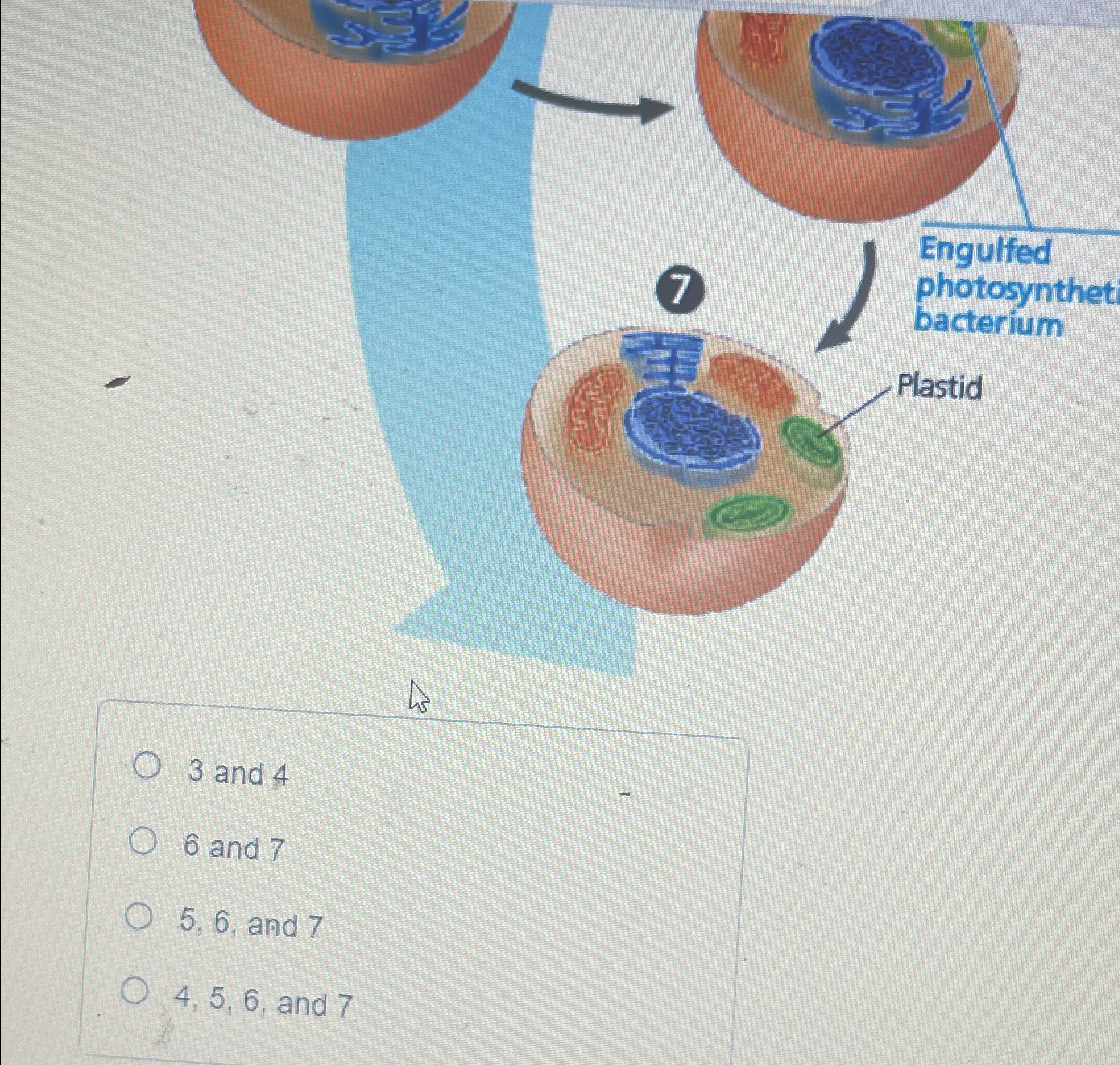 Solved Which of the cells shown in the figure are eukaryotic | Chegg.com