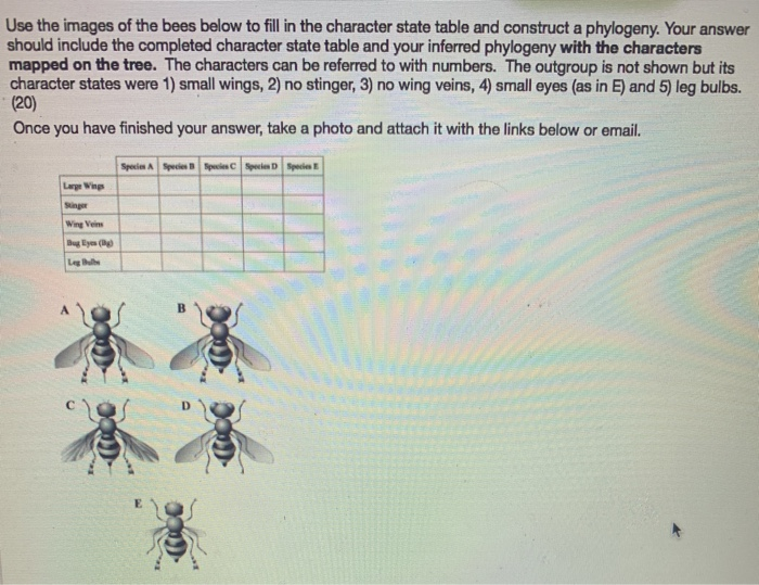 Solved Use the images of the bees below to fill in the | Chegg.com
