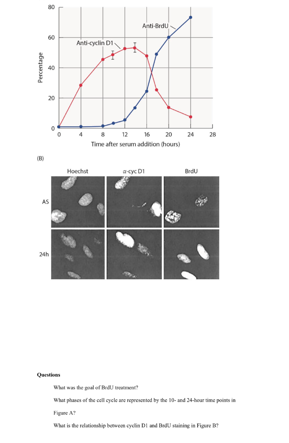 Solved QuestionsWhat was the goal of BrdU treatment?What | Chegg.com