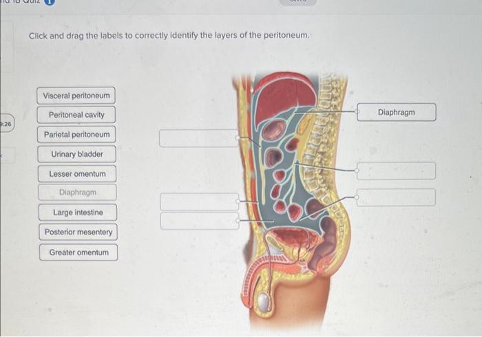 Click and drag the labels to correctly identify the layers of the peritoneum.