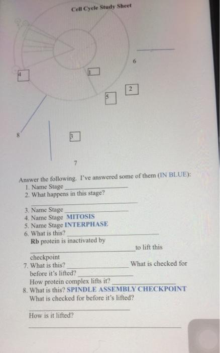 Solved Cell Cycle Study Sheet 7 Answer the following. I've | Chegg.com