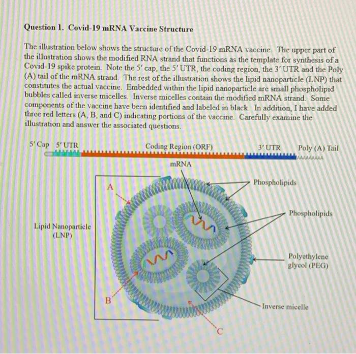 Solved Question 1. Covid-19 mRNA Vaccine Structure The | Chegg.com