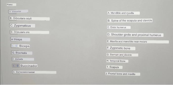 Pareo A. Masseter B. Orbicularis oculi C. Zygomaticus D. Orbicularis oris triceps COBiceps G. Brachialis H. Deltoids 1 Buccin