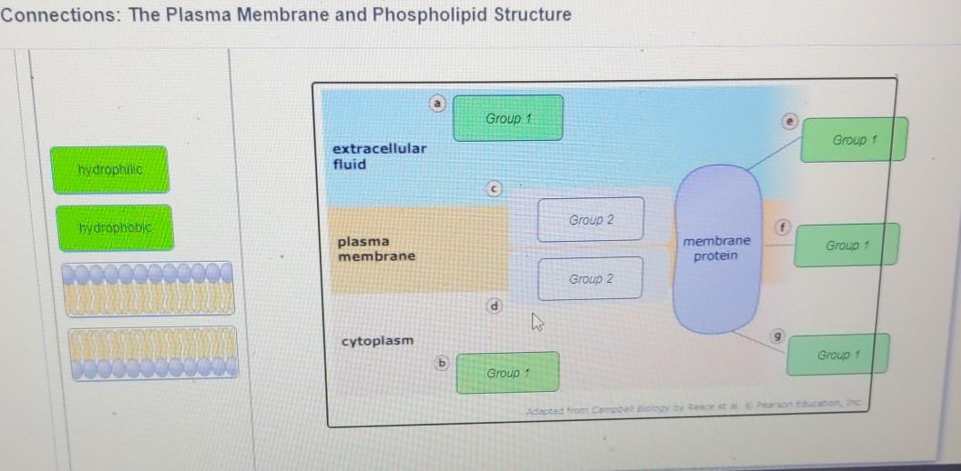 Solved Connections The Plasma Membrane And Phospholipid Chegg Com